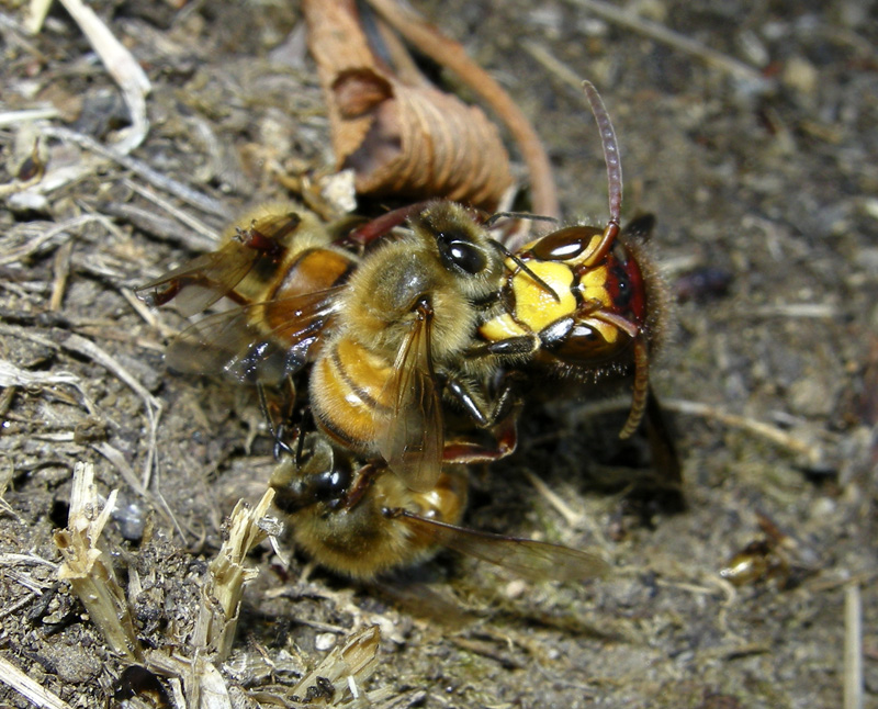 api che difendono l''alveare dall''attacco dei calabroni